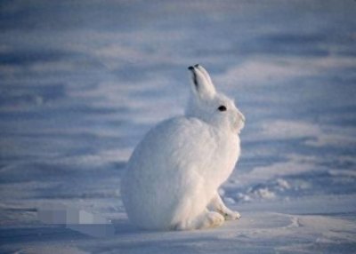 ​北极兔长得堪称逆天的存在啊，一屁股蹲在雪地里瞬间找不到！