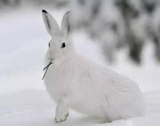 北极兔长得堪称逆天的存在啊，一屁股蹲在雪地里瞬间找不到！