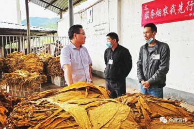 ​会理已收购烟叶21.9605万担，均价每公斤30元