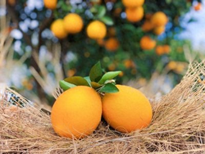 ​11月18日赣南脐橙朋友圈营销文案，请收藏好！精品赣南脐橙@邱帅