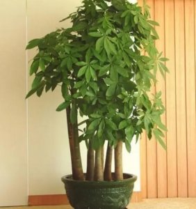 ​想把发财树养在卧室中？这几点事项要了解，包括它是否有毒