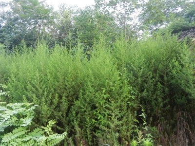 ​苦蒿不起眼，消炎、清热、解毒、止血、驱蚊样样都行