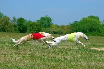 以猎杀野狼的苏联猎狼犬,外形太优美