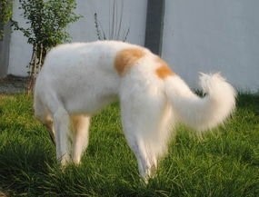 以猎杀野狼的苏联猎狼犬,外形太优美