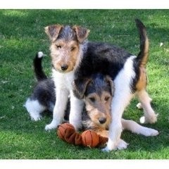 以猎杀野狼的苏联猎狼犬,外形太优美