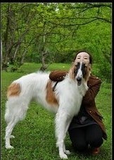 以猎杀野狼的苏联猎狼犬,外形太优美