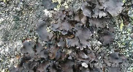 张家界景区必吃美食(张家界旅游攻略)(4)