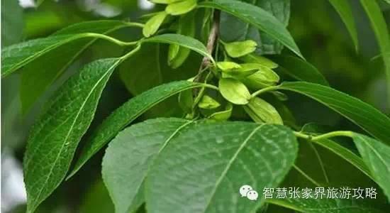 张家界景区必吃美食(张家界旅游攻略)(6)