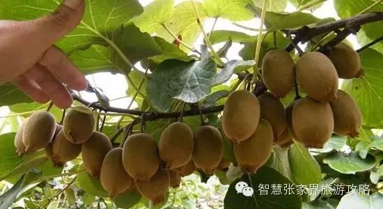 张家界景区必吃美食(张家界旅游攻略)(20)