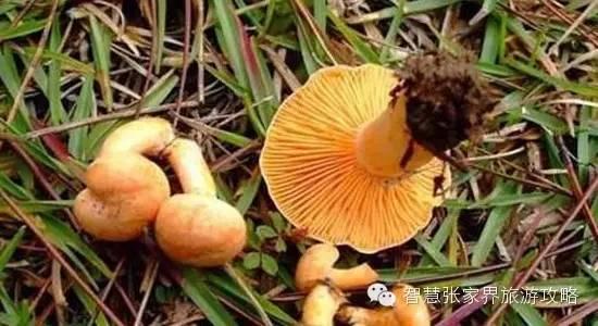 张家界景区必吃美食(张家界旅游攻略)(21)