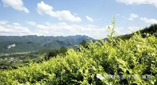 张家界景区必吃美食(张家界旅游攻略)(9)