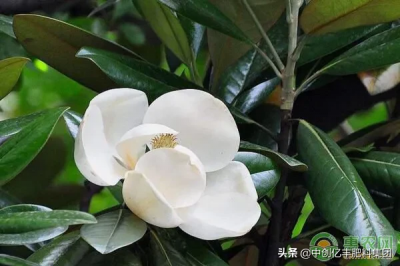 ​白玉兰花语（一文了解白玉兰花语象征的寓意）