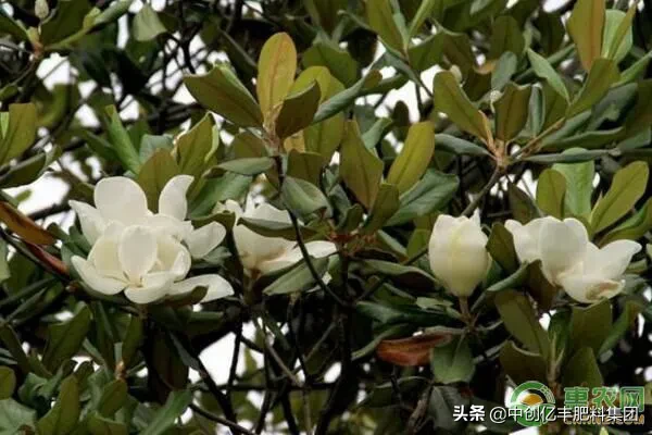 白玉兰花语（一文了解白玉兰花语象征的寓意）