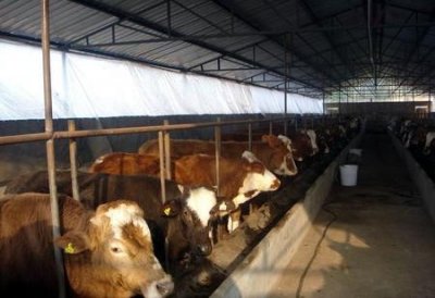 ​如何科学养牛(如何养牛快速赚钱)