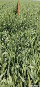 ​母亲节作文600字作文，母亲节作文600字初二