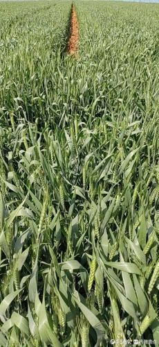 母亲节作文600字作文,母亲节作文600字初二-第1张图片-