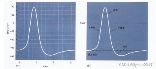 原电池工作原理图(铜锌原电池工作原理)-第2张图片-