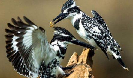 小鸟站着高压线上为什么不会被电死,小鸟落在高压线上为什么不会电死图3