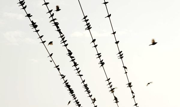 小鸟站着高压线上为什么不会被电死,小鸟落在高压线上为什么不会电死图8