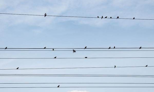 小鸟站着高压线上为什么不会被电死,小鸟落在高压线上为什么不会电死图9