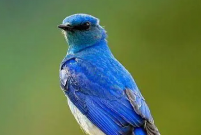 ​小鸟站着高压线上为什么不会被电死,小鸟落在高压线上为什么不会电死