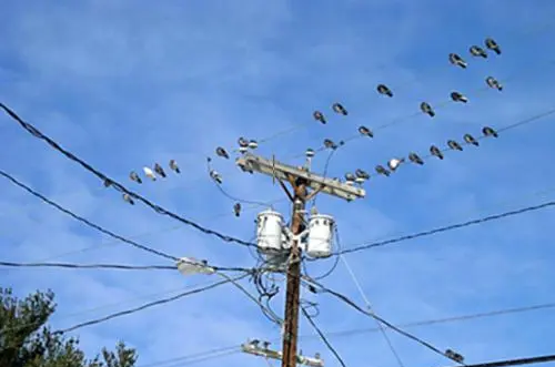 小鸟站着高压线上为什么不会被电死,小鸟落在高压线上为什么不会电死图4
