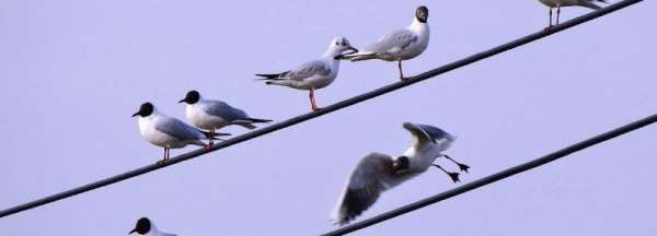 小鸟站着高压线上为什么不会被电死,小鸟落在高压线上为什么不会电死图10