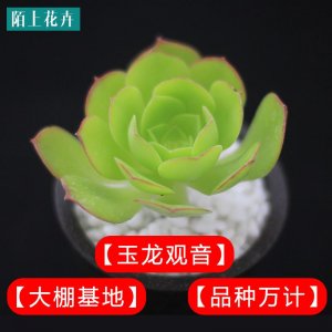 ​玉龙观音(玉龙观音适合什么人戴)