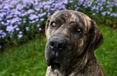 ​狗狗受凉呕吐应该怎么办？