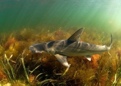 ​美国科学家发现既吃肉也吃海草的杂食鲨鱼——窄头双髻鲨