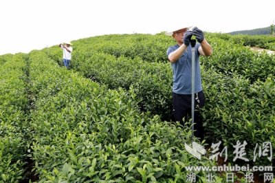 ​镜头下的龙井村