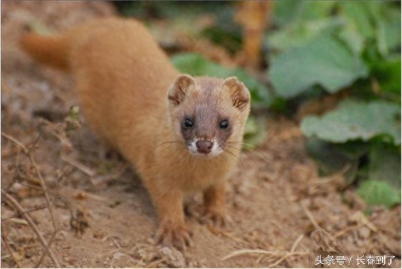 传说中的东北八大神兽，其实是说八种人