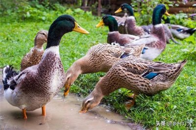 ​农村一只活鸭上百元，市场一只烤鸭20元！亏本赚吆喝还是有猫腻？