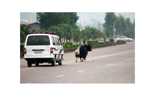 金牛男吵架后的心理，当金牛男开始对你发火