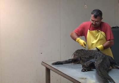 ​人类将鳄鱼开膛活剥，剥皮还割头，血腥无比，过程让人毛骨悚然！