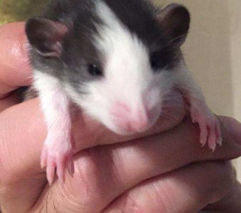 ​耐养便宜的小宠物有哪些？