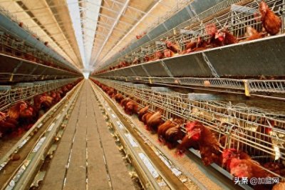 ​农村家庭小作坊大全