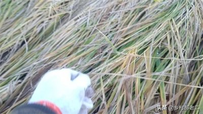 ​农田受灾，保险公司能给赔多少？