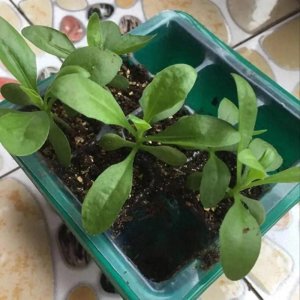 ​蓝目菊如何去种植才能让花开得好看？