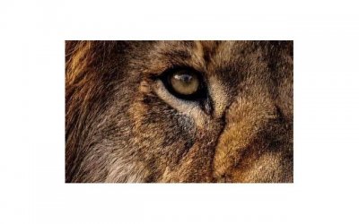 ​超美的几种地栽花卉，买点花种子，家里变成小花园