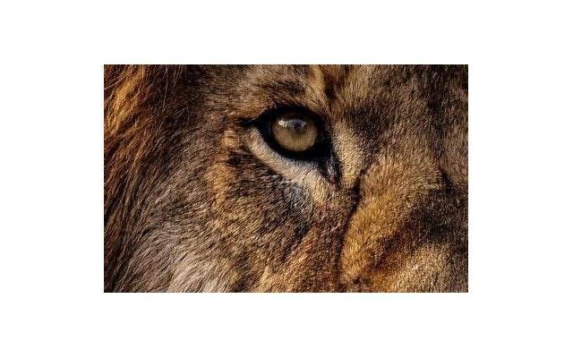 超美的几种地栽花卉，买点花种子，家里变成小花园