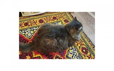 ​结婚床上应该放什么 结婚床上放哪些东西好