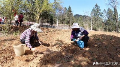 ​盘州英武镇：调整农业产业结构 春耕不误时
