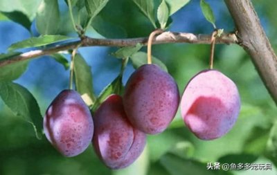 ​水果百科：乌梅