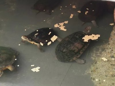 ​种龟各个月投喂的最佳次数，对比下你喂龟的次数是否正确？