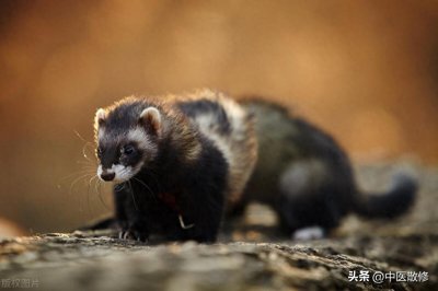 ​民间神兽 艾鼬