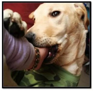 ​拉布拉多确实很温顺，但是在这5个情况下也会咬人？