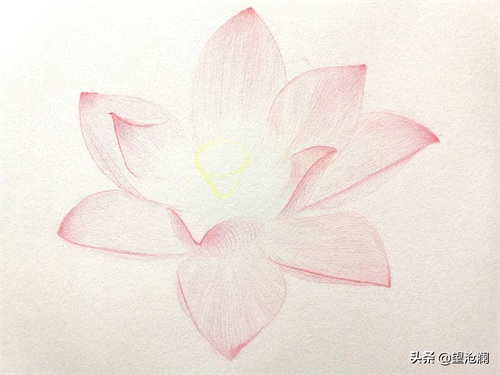 怎么用彩铅画荷花?沧澜分分钟教会你,成画简直美爆了