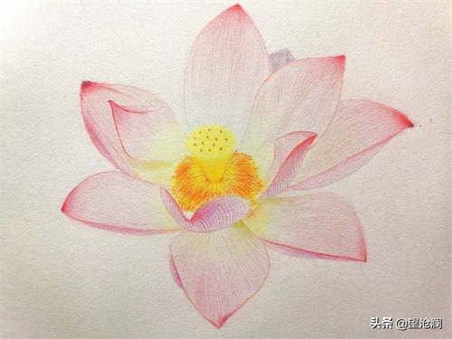 怎么用彩铅画荷花?沧澜分分钟教会你,成画简直美爆了