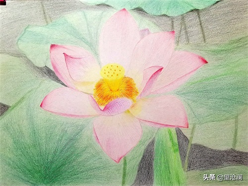 怎么用彩铅画荷花?沧澜分分钟教会你,成画简直美爆了